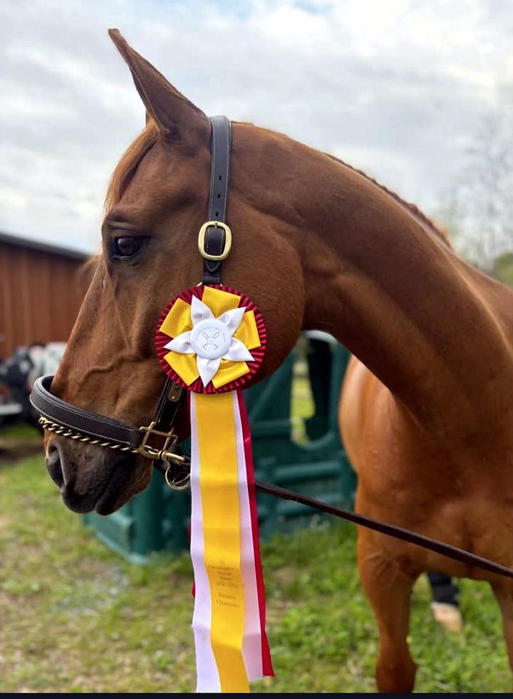 Chestnut horse wearing a reserve champion ribbon