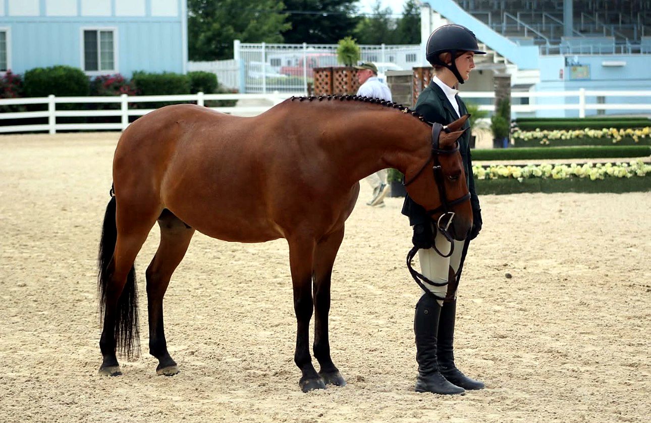 Bay horse standing in a show ring with its handler