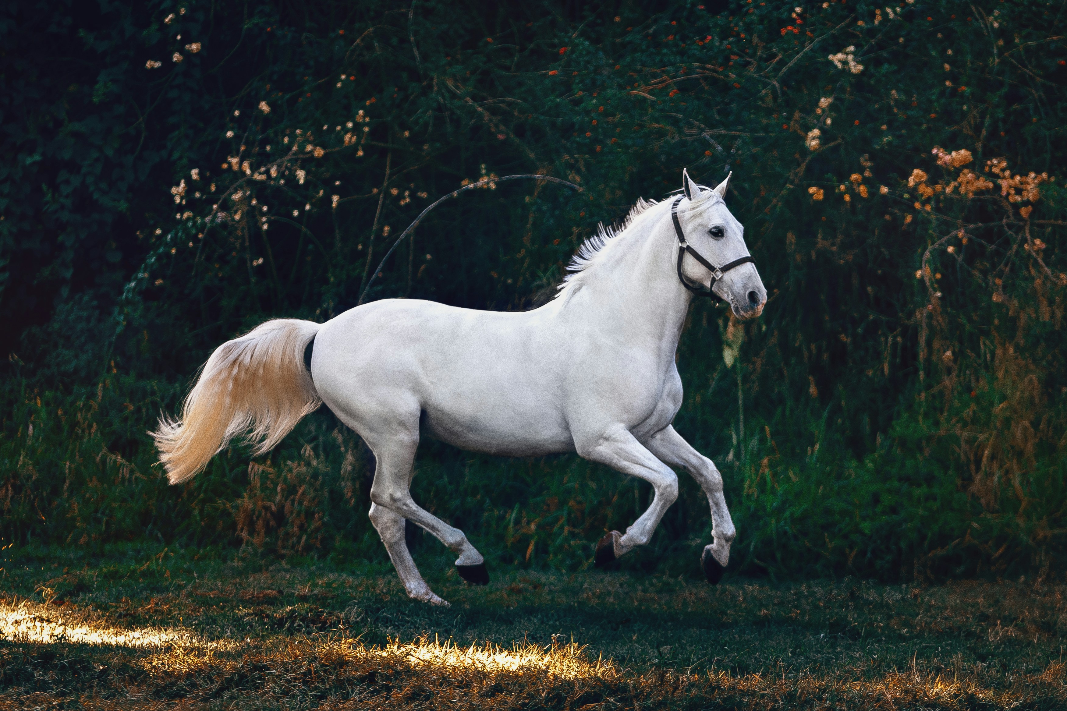 A white horse moving through a sunlit clearing against a dark woodland backdrop